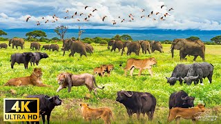 4K สัตว์ป่าของพื้นที่ Okavango Delta, บอตสวานา, แอฟริกา - ภาพยนตร์สัตว์ป่าที่สวยงาม