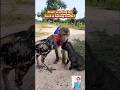 Monyet menghalang ayam vs anjing #monkey #animals