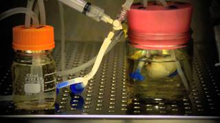 Bioreactor