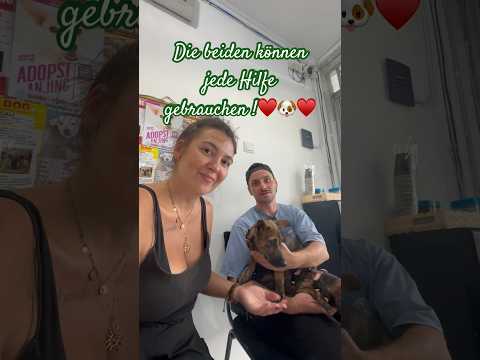 🇮🇩♥️eure Hilfe ist gefragt♥️ #balidog #reisevlog #puppy #zweimitohneplan #rescuedog #spenden