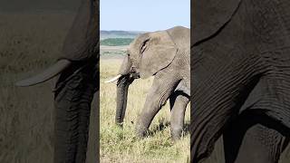 4k African wildlife scenes
