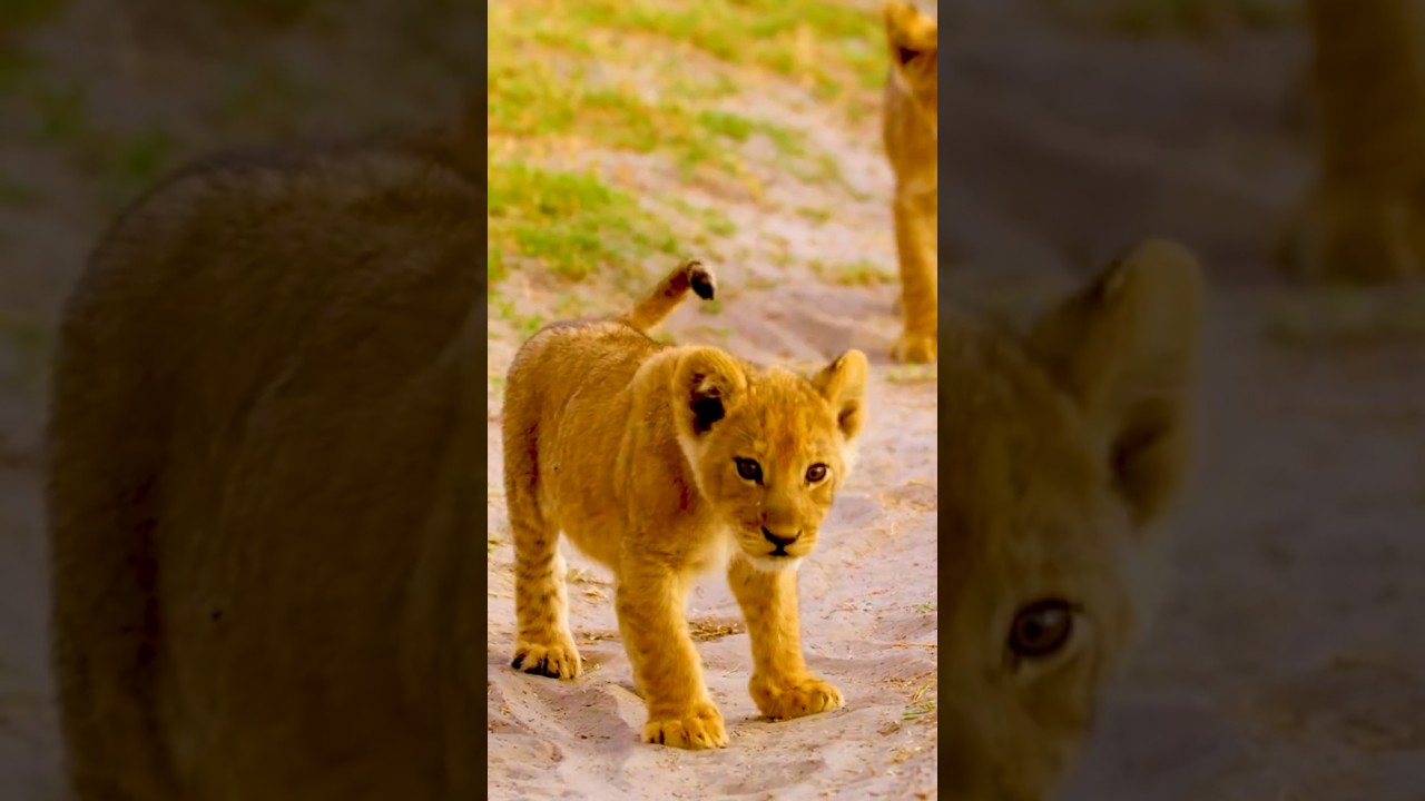 Calmes with Lion Cubs | Relaxing Wildlife Music