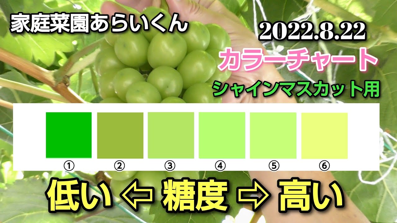 【シャインマスカット】第９５回、８月下旬の生育状況と収穫目安について（語りたい）【家庭菜園】