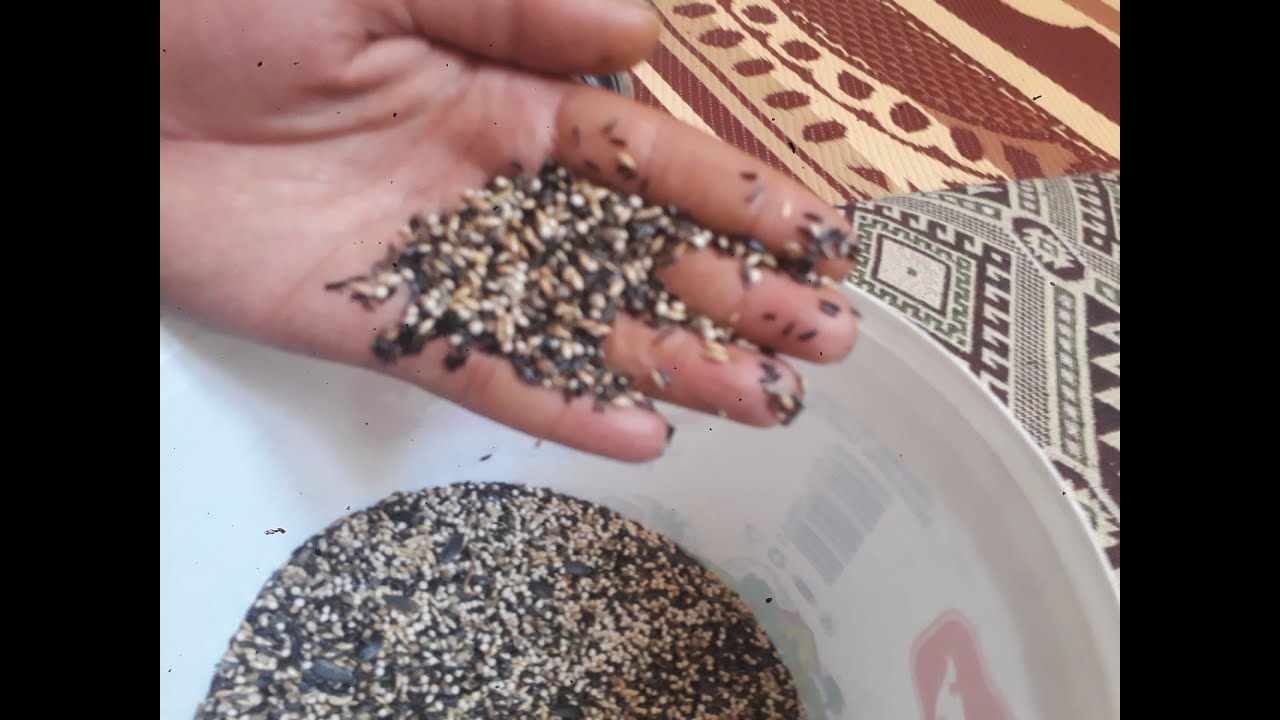 النمط الغذائي الجيد والمفيد للحسون من الغيار الى التفريخ