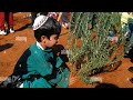Shevat 15. Jan 28th. Festival of trees.