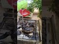 يسلام على شطارتى يسلام على شطارتى