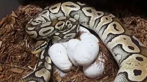 Snakes with eggs! Maternal Incubation Sept 2019