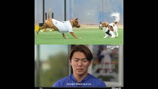 Yamamoto tells how he adopted his #dog from a #losangeles shelter #mlb #pets