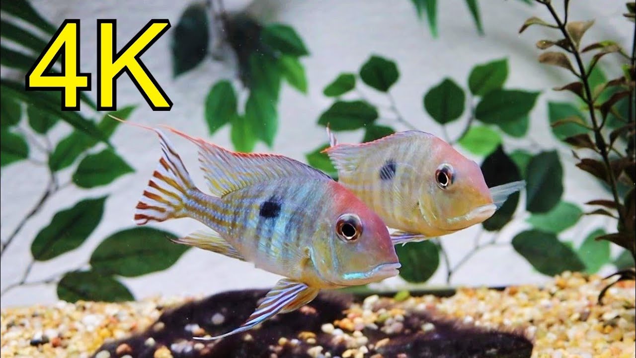 Geophagus Tapajos red head Severum Uaru in stunning 4K