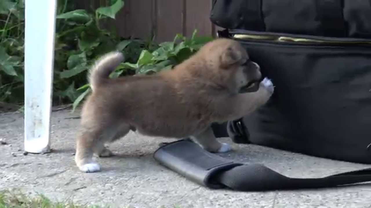 生まれて初めて外で遊ぶ柴犬の子犬です 4kテスト動画 Youtube