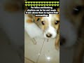 See how two puppies mess with each other #shorts #babydogs #siblings