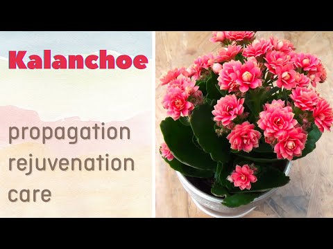 Video: Kweek Kalanchoe-sukkulente plante: Leer hoe om vir 'n Kalanchoe te sorg