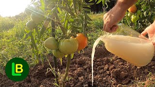 Urgently give this to plants in the garden and you will harvest buckets full of fruits