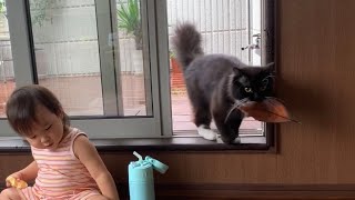 飼い主に定期的にプレゼントを咥えて持ってくる可愛げのある猫　ラガマフィン　A cute cat that regularly picks up presents from its owner