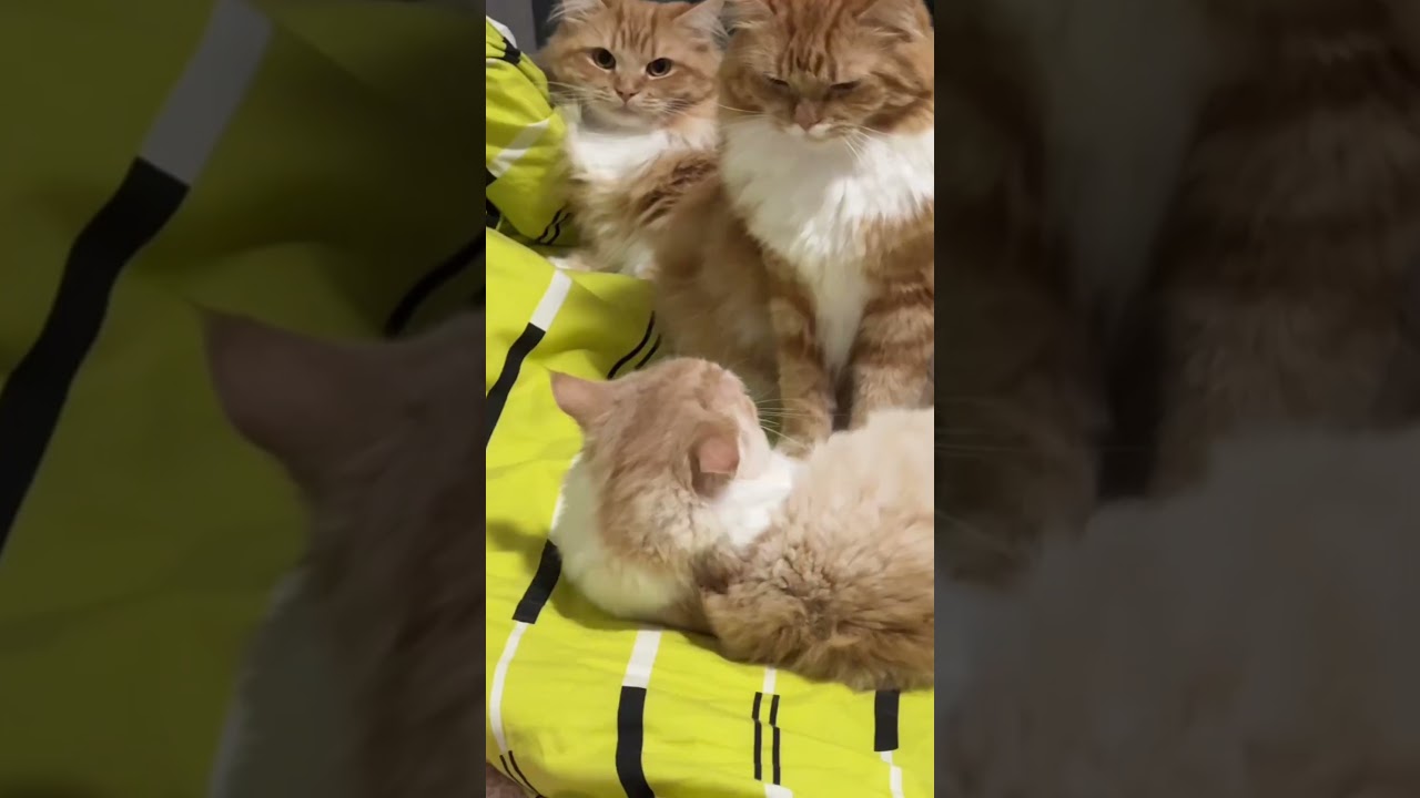 Emerald Fruit – Smash Its Mouth! 😹 | Who Can Resi Challenge