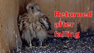 Back Home Safe 🐣 Lesser Kestrel Nestling Returns to the Nest 👀