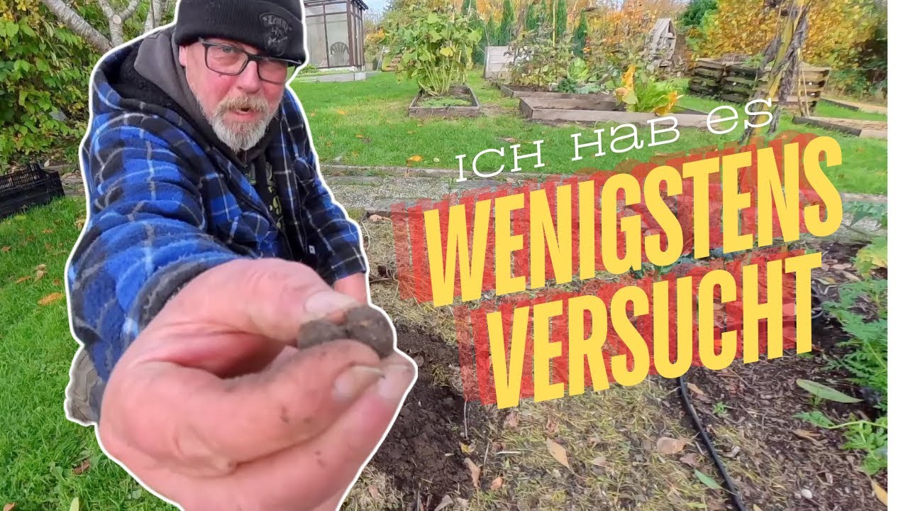 Erdmandeln im Garten anbauen, ob ich das noch einmal mache? / Die erste Yaconernte.