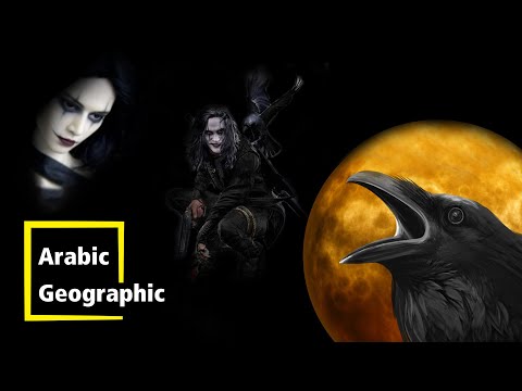 حقائق مذهلة عن طائر الغراب الذكي وكيف علم الإنسان لدفن الحيوانات والحياة البرية 