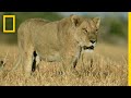 Lion Pride Hunts Water Buffalo | Savage Kingdom