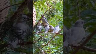 5 chicks of Silver Java sparrow (Padda oryzivora) | Finch Call