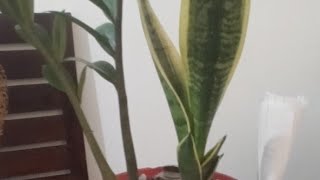 La Diva Real 13/12/22