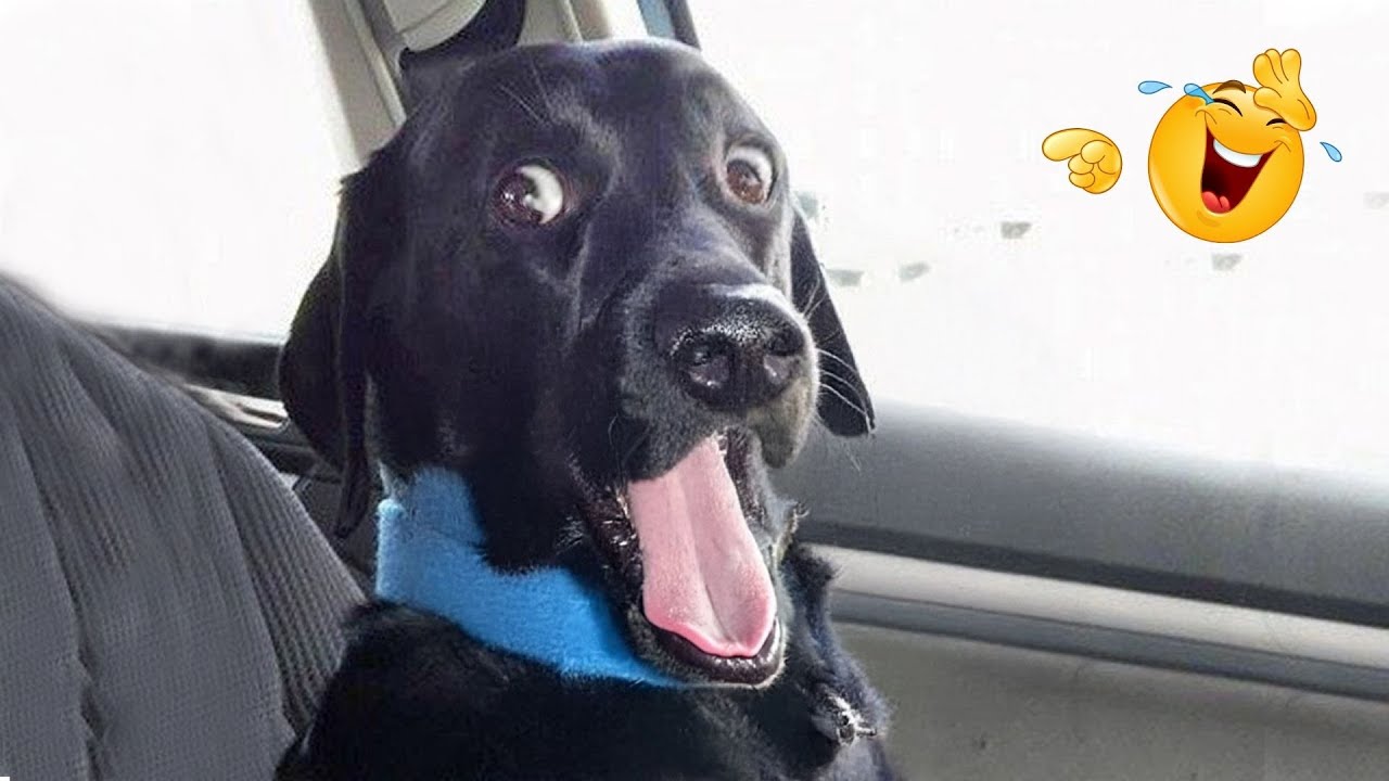 Pure Dog Drama & Silly Chaos 😂👑 Best Funny Pets Compilation