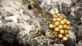 How Do Toads Give Birth In The Wild
