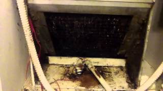 Villa Amor apartment complex on 19th Street 138 139th hundred 40th mold infestation code enforcement