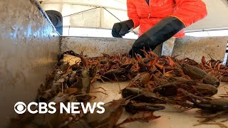 Crawfish shortage impacts Louisiana's economy Crawfish Shortage Impacts Louisiana S Economy