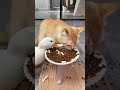 #dogs#dogscats20250411153148121