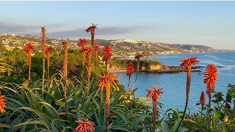 Wake Up to This View Every Day🌊Relaxing Ocean Waves, Beach Scenery to Calm Your Mind, Body and Soul