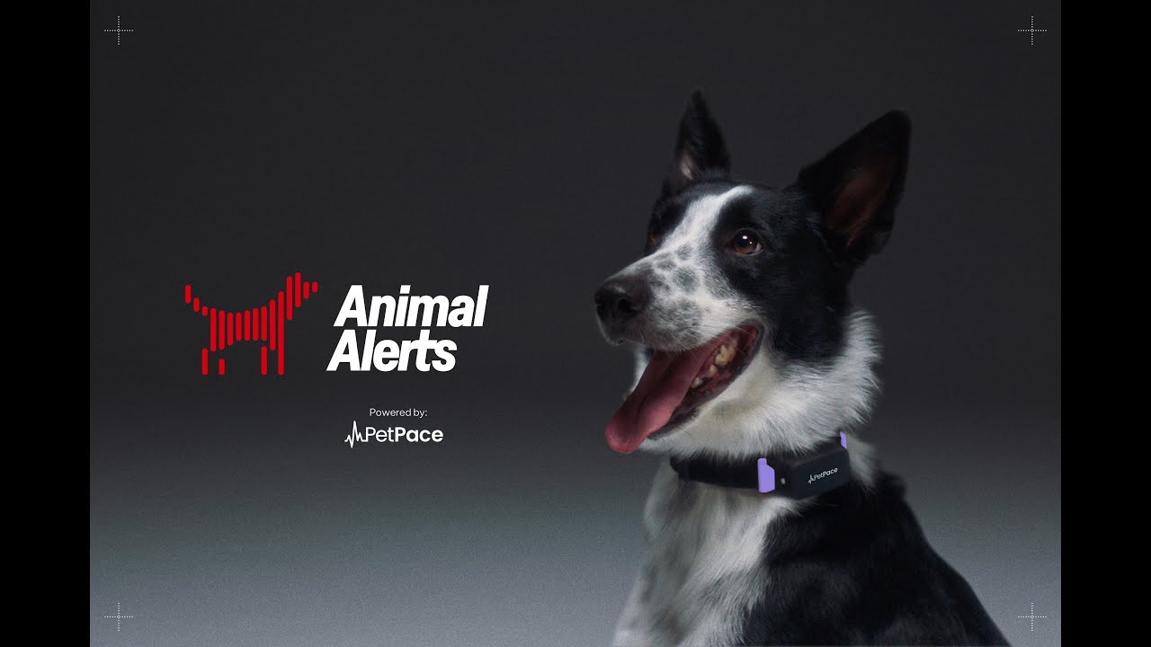 Case | PetPace | Animal Alerts