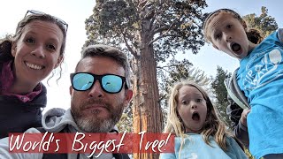 Sequoia National Park & the worlds biggest tree! - Fulltime RV Living