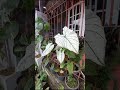 KELADI TISU #shorts #caladiumwhite