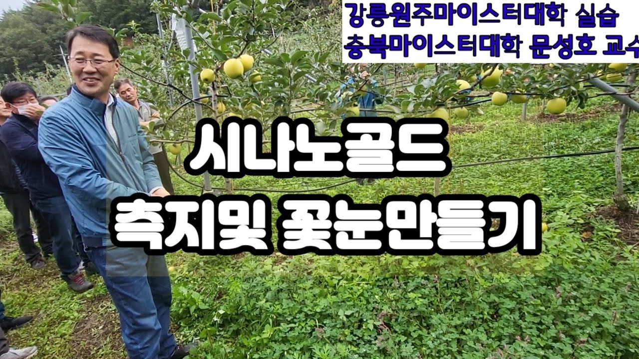 시나노골드 측시 및 꽃눈 형성방법