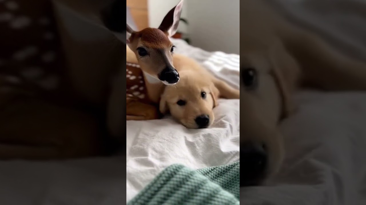 Baby Deer & Puppy Snuggle Time 🦌🐶❤️