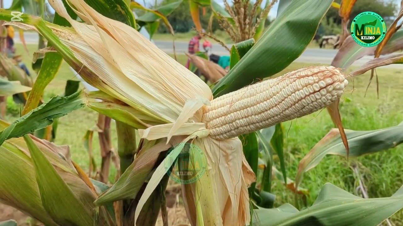 MBEGU BORA YA MAHINDI INAYOSTAHIMILI UKAME#SC555