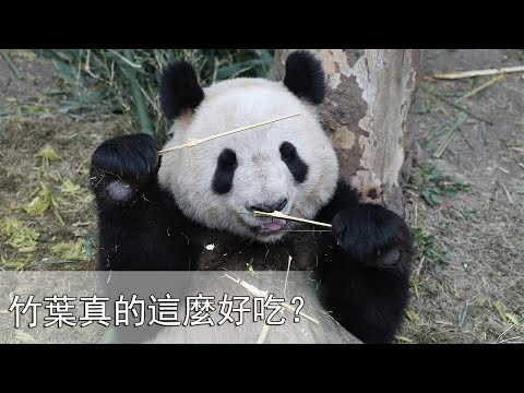 《熊貓早晚安》這是熊貓主演的什麼美食廣告嗎？| iPanda