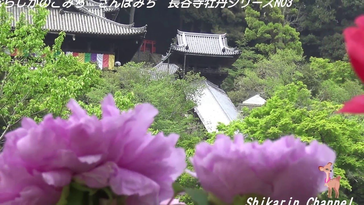 牡丹まつり花盛り 奈良大和路花の長谷寺 No3 ｓｈｉｋａｒｉｎchannel Youtube