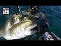 PESCA SUB : Orata Gigante + 8 KG Pesca apnea nel bassofondo - Pesca subacquea Aspetto - Spearfishing