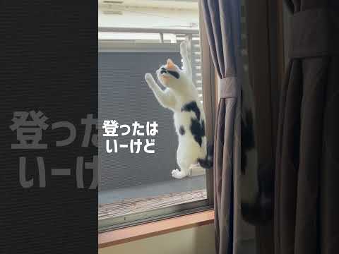 網戸を上るがだん高さにビビるミルねーさん#保護猫 #ねこ #猫のいる暮らし #ミルねーさん #cat