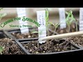 Caring for Tomato Seedlings and Fixing the Leggy Ones
