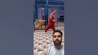 African Lions 🦁 #lionslife #tiger #lion #animals #asiaticlion #lioncubs #viralvideo thumbnail