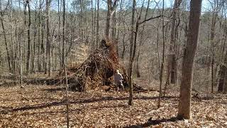 A Huge Tree Blown Over In Wind Storm