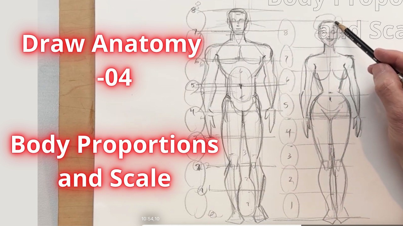 Learn to Draw Anatomy - Body Proportions and Scale - YouTube