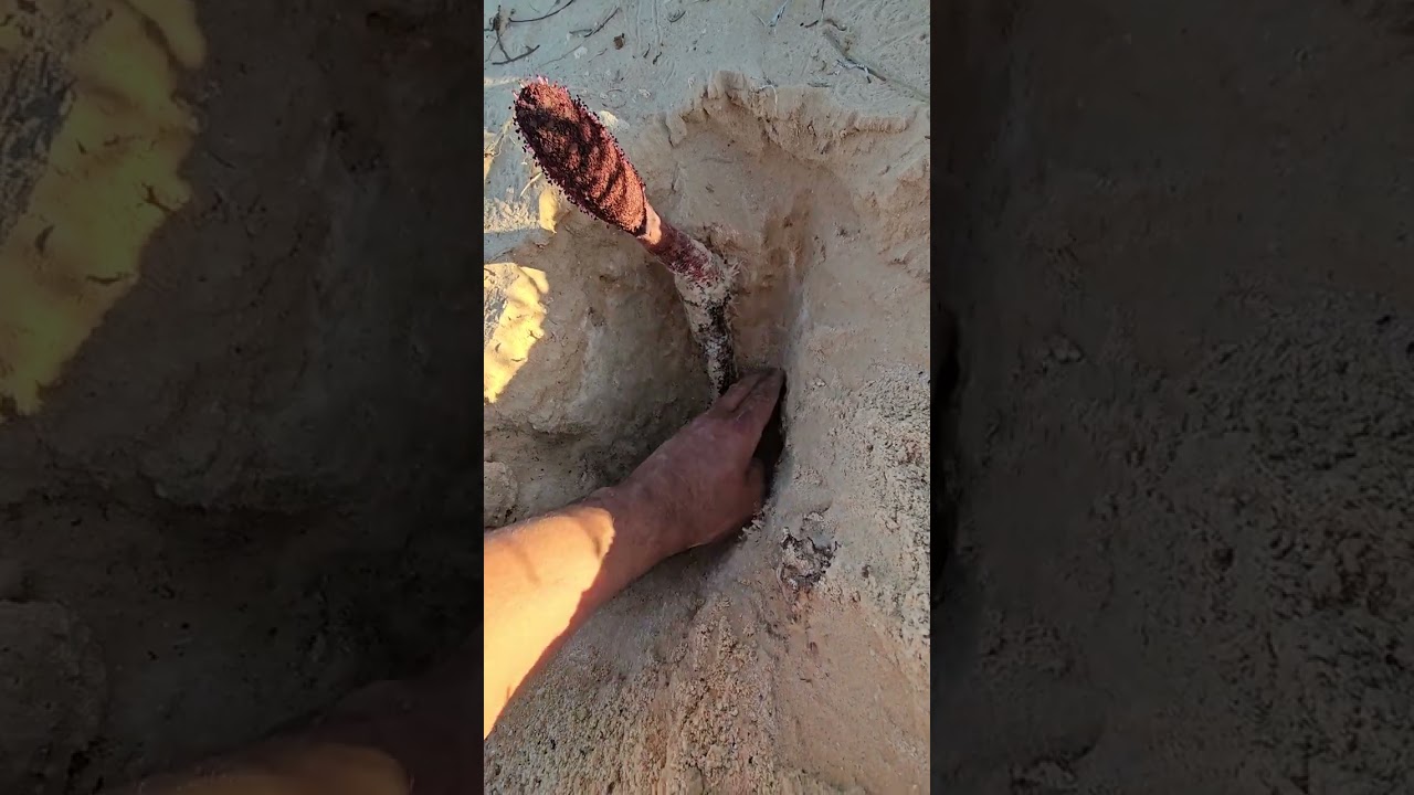 شاهد امتداد جذورها العجيب 😲 | هل تعرف اسم هذه النبتة الصحراوية؟