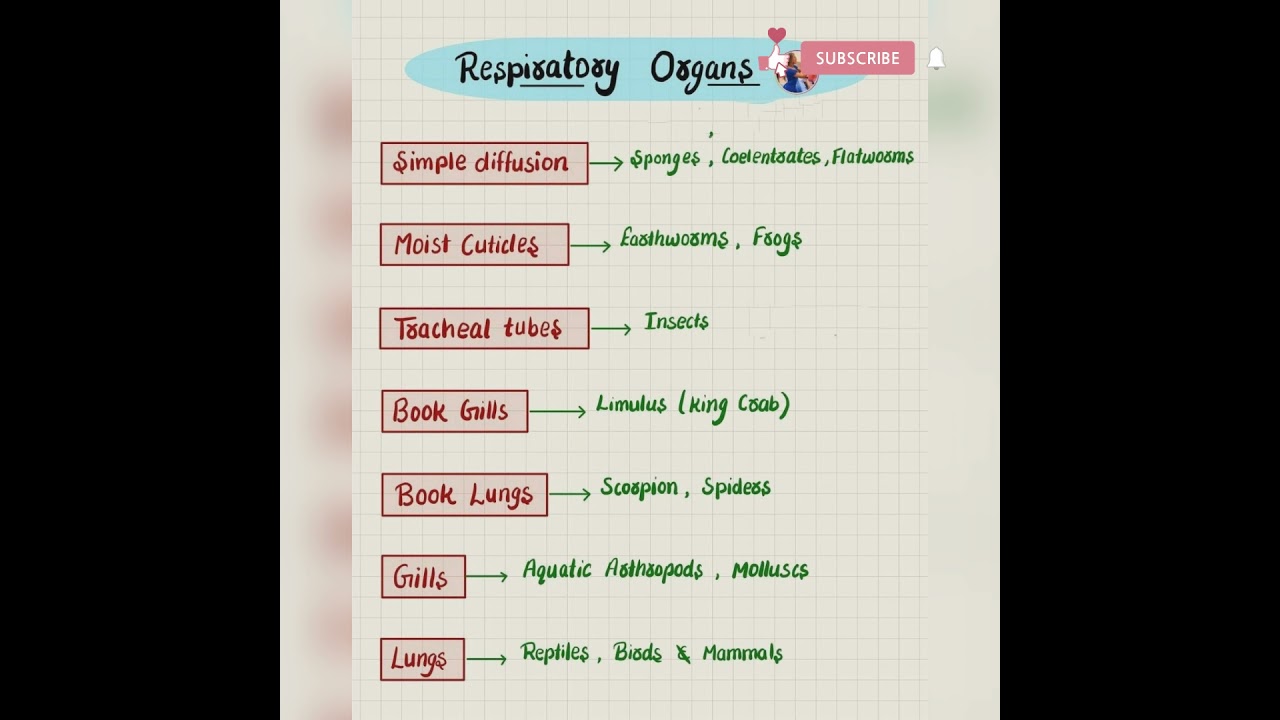 Respiratory organs  
