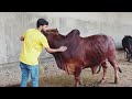 Qurbani bachra bull heavy wait in Lahore 