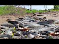 Top 7 Video Fishing! Catching catfish by hand in the mud with little water in the rainy season