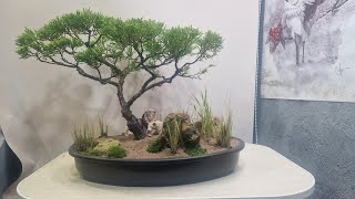 Cleanup on my African acacia style tree